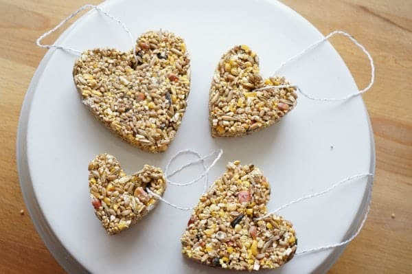 birdseed ornaments on a plate