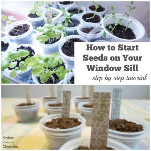 How to Start Seed on your window sill