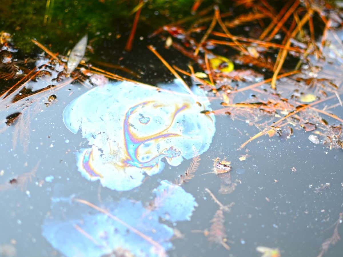 oil in water along the shoreline
