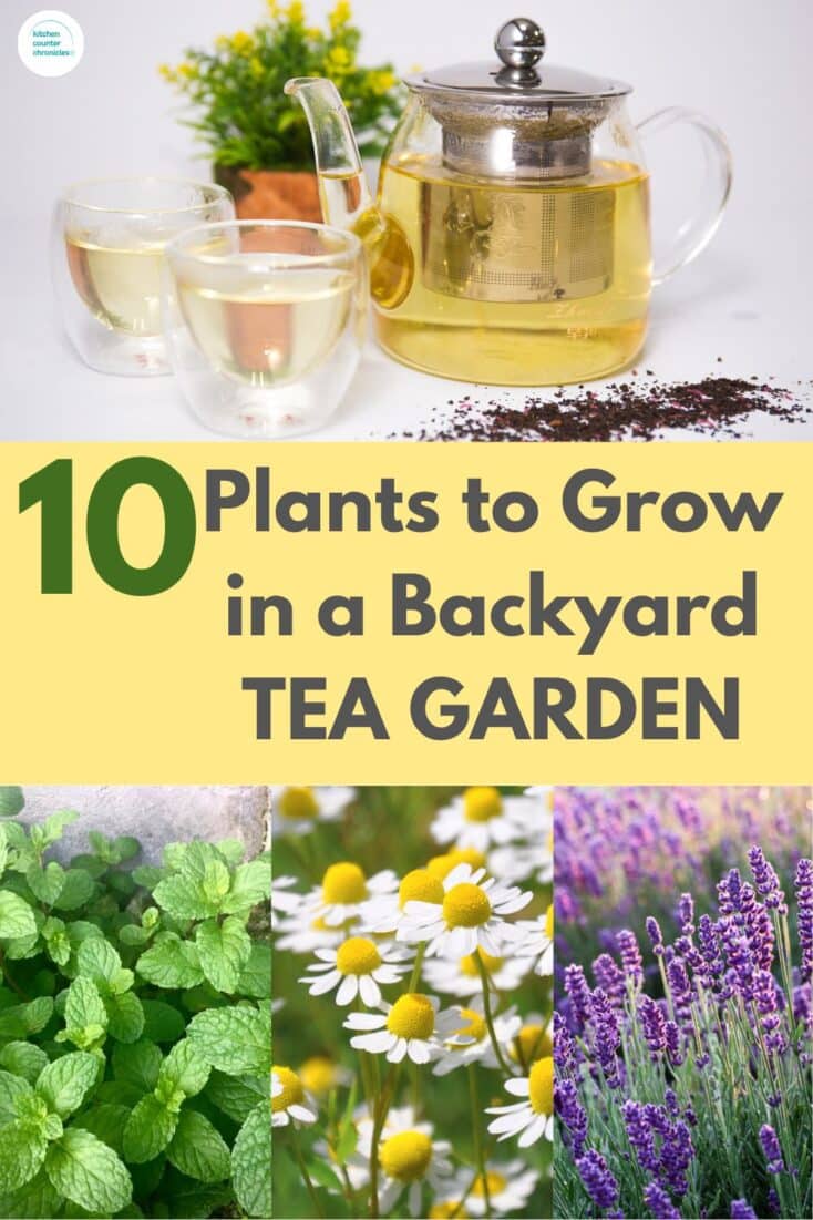 pot of herbal tea and two cups of tea. With picture of mint, chamomile and lavender and title "10 Plants to Grow in a backyard tea garden."