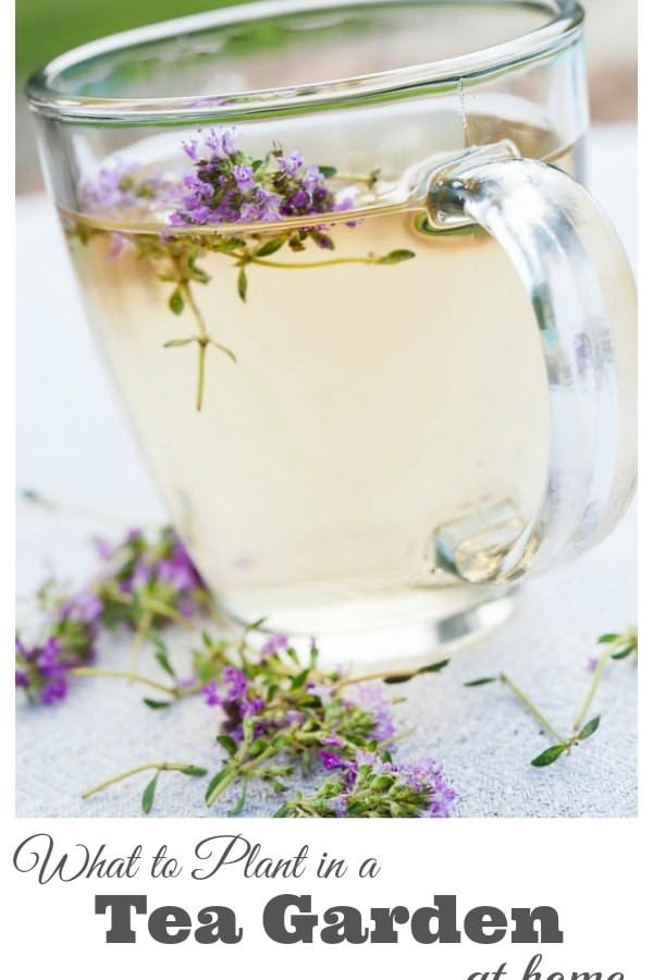 What to Plant in a Tea Garden at Home