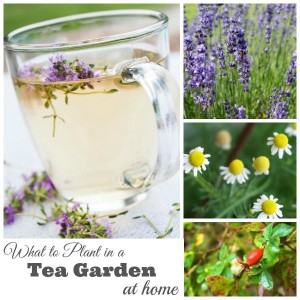 What to Plant in a Tea Garden fb