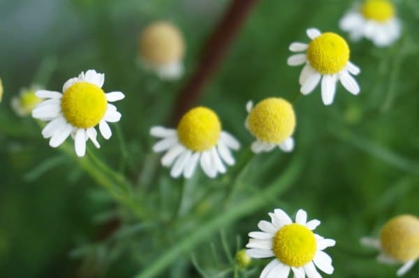 chamomile flower tea