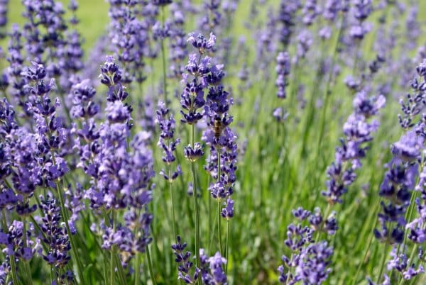 Lavender Tea