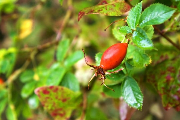rose hip tea