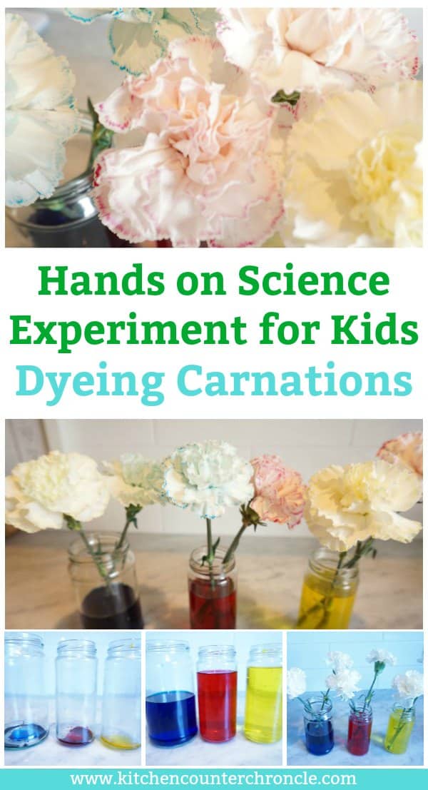 dyeing carnations science experiment for kids