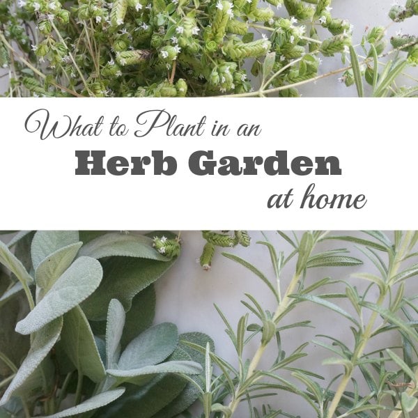 What to plant in an herb garden