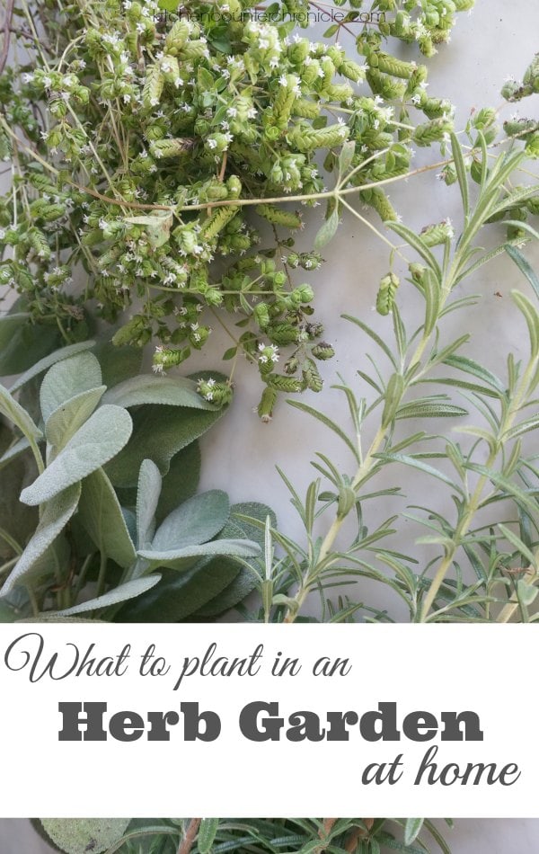 What to Plant in an Herb Garden at Home