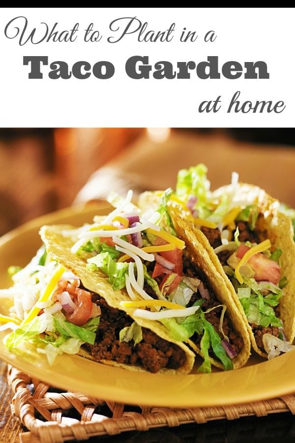 What to Plant in a Taco Garden at Home