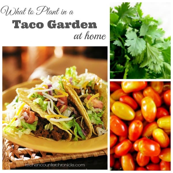 What to Plant in a Taco Garden