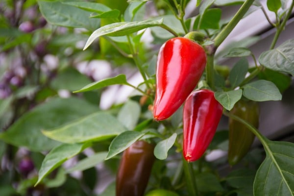 Chili Pepper Plant