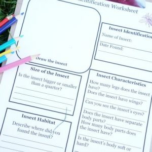 Insect Identification Worksheet for Kids - STEM Activity