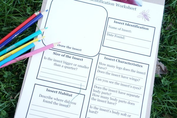 Insect Identification Worksheet for Kids - STEM Activity