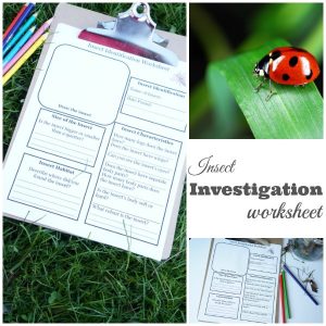 Insect Investigation Worksheet