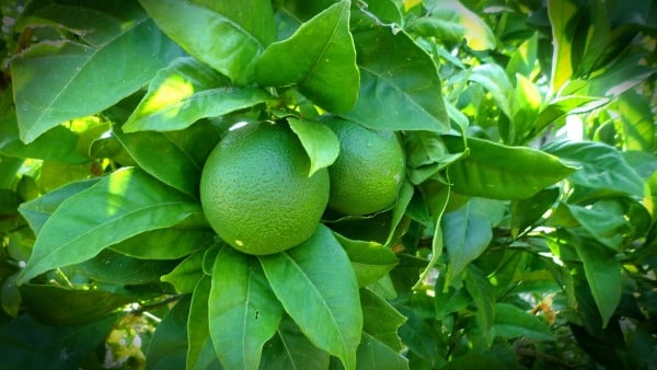 Lemon Tree