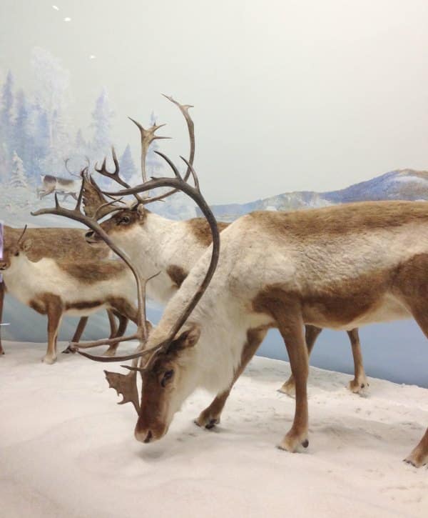 Canadian Museum of Nature