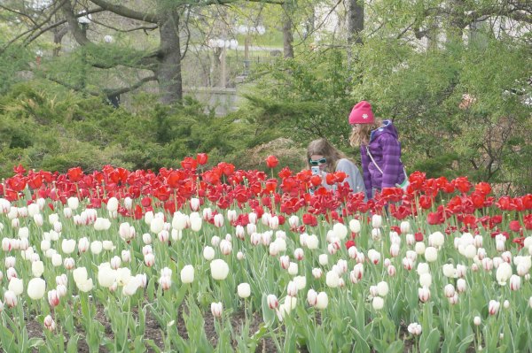 Canadian Tulip Festival