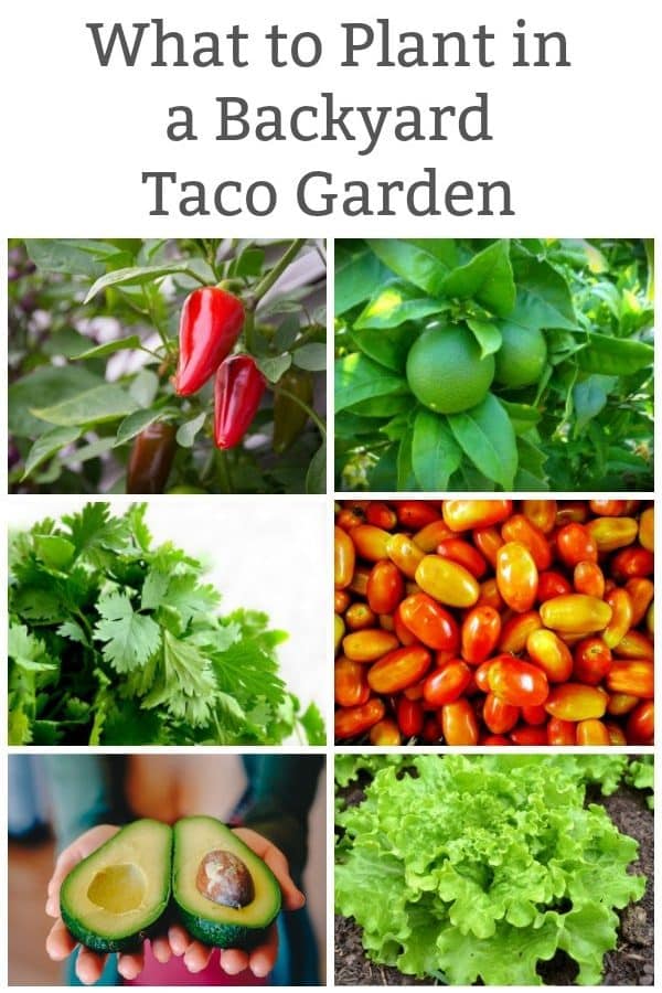 what to plant in a taco garden