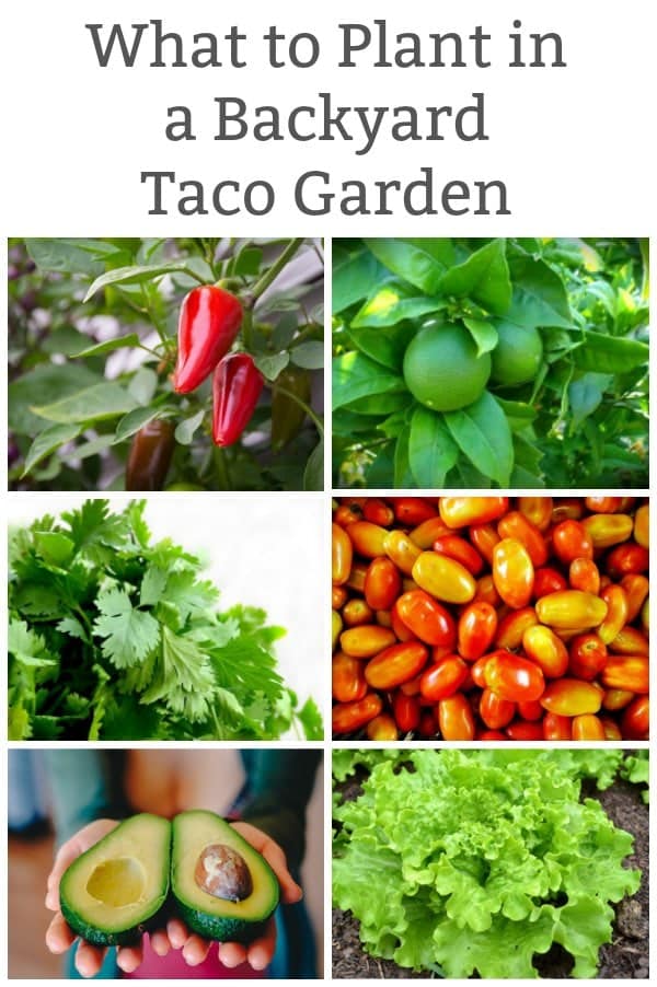 Love Tacos How To Plant A Taco Garden At Home