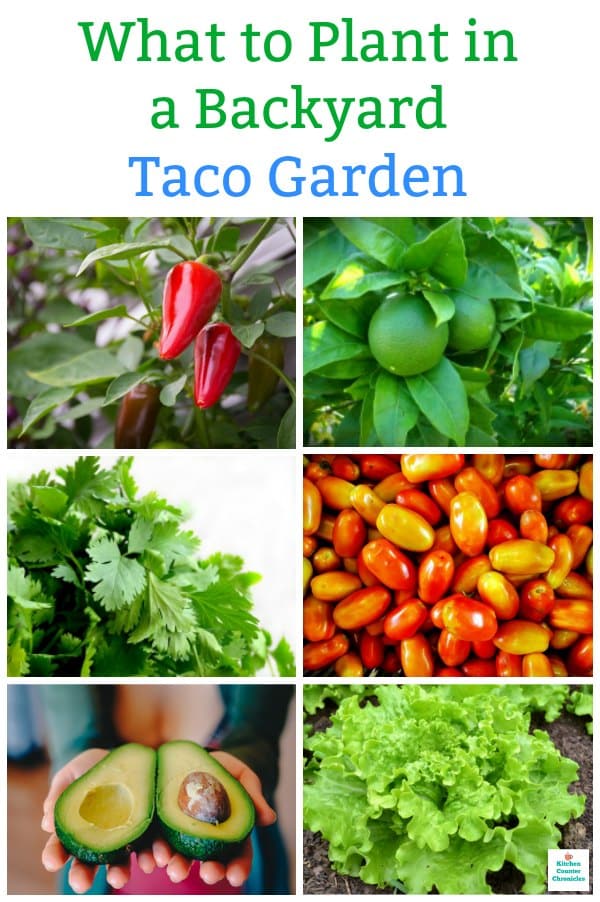 what to plant in a taco garden