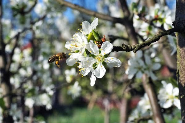 bee on fruit tree blossom
