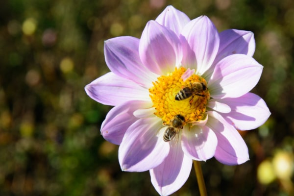 dahlia with bees