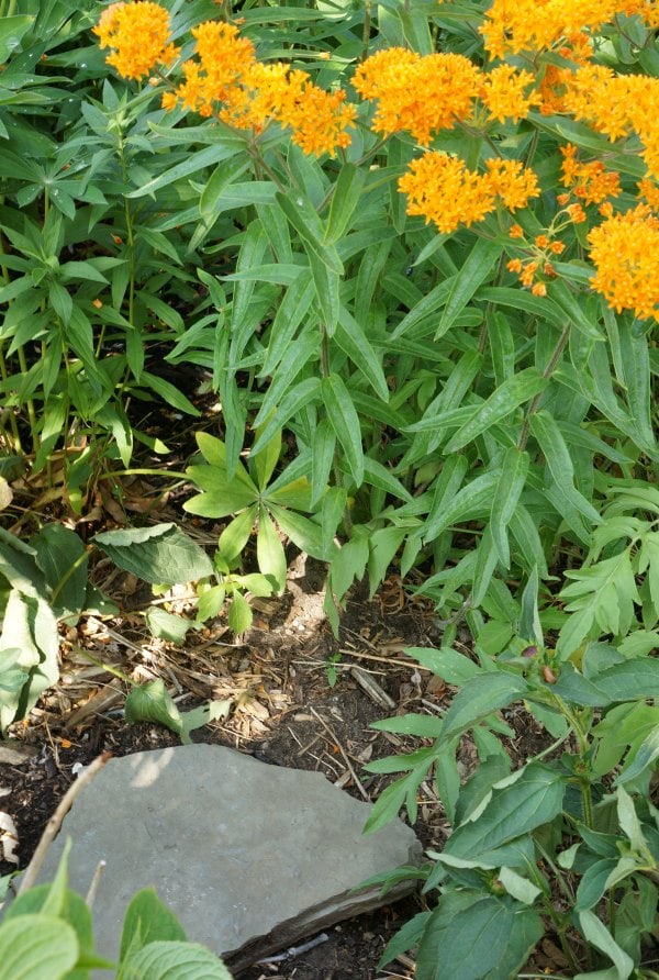 butterfly sunning spot in garden