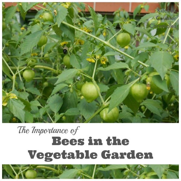 Bees in the Vegetable Garden