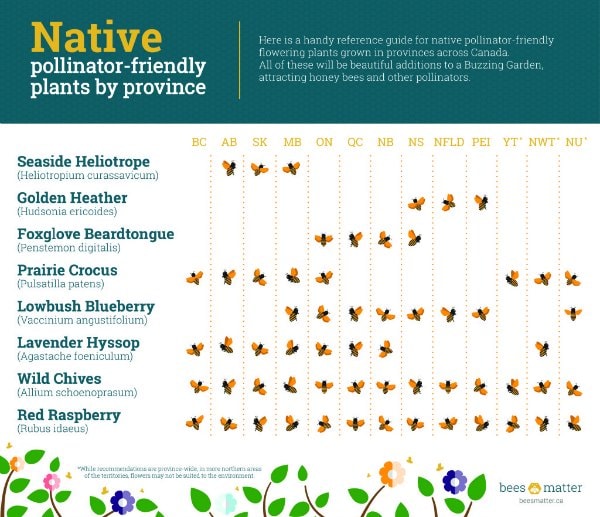 Native Pollinator Friendly Flowers