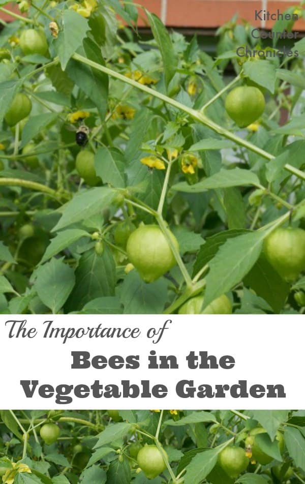 Did you know bees are just as important for crops as they are for flowers. Learn all about the importance of bees (and other pollinators) and how you grow a plentiful vegetable garden with the help of bees. | Green Living | Gardening Tips |