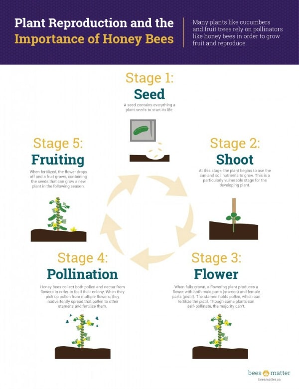 plant reproduction and the Importance of Honey Bees
