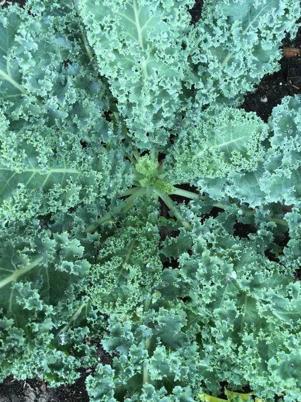 Season of growth