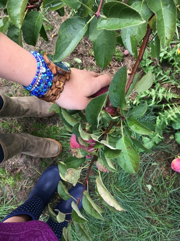 Apple Picking Trip