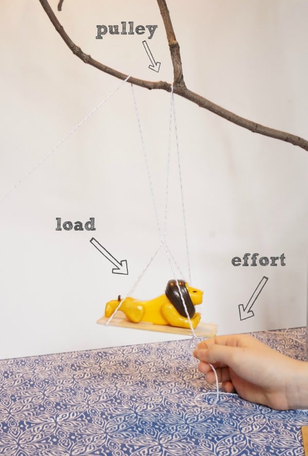 lion on pulley with effort