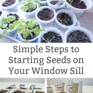 starting seeds on the window sill