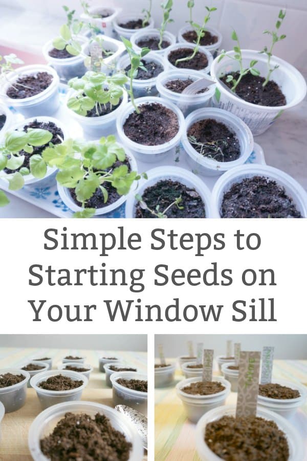 starting seeds on the window sill