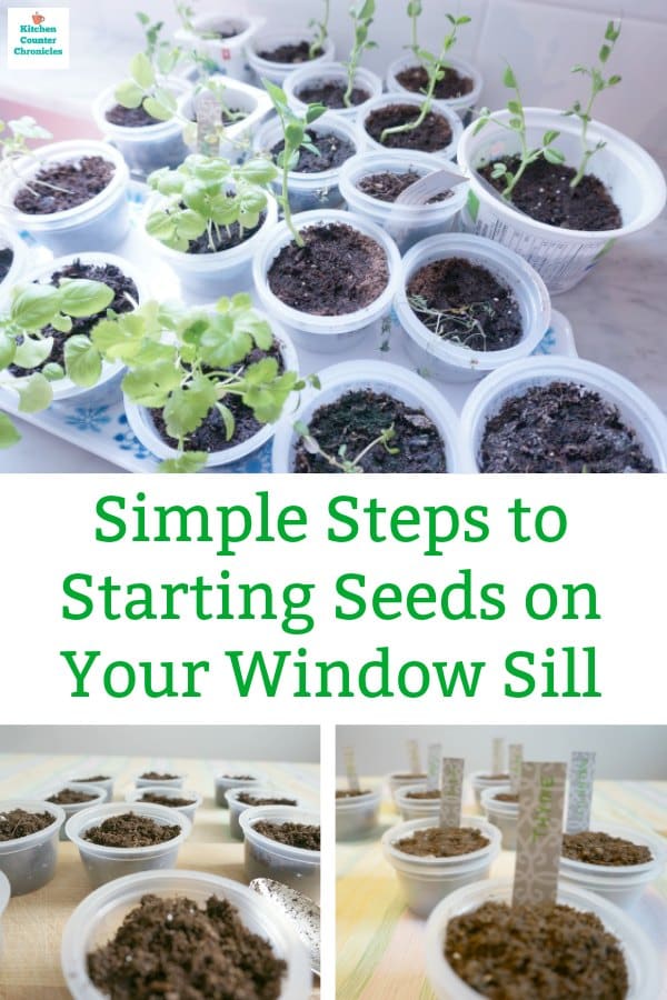 starting seeds on your window sill