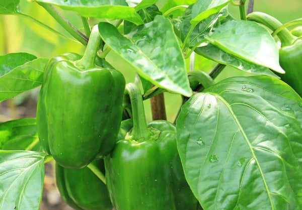 green bell pepper plant