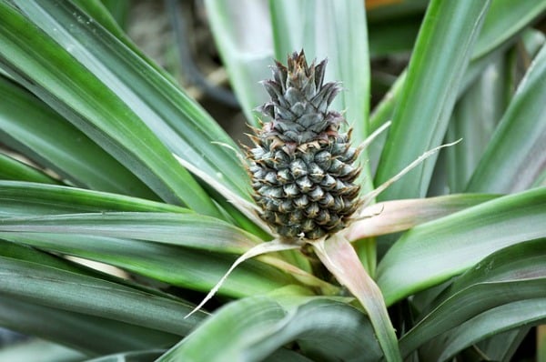 Pineapple plant