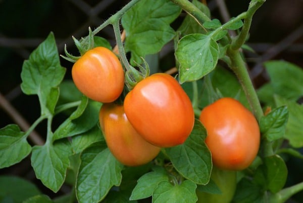tomato plant in garden