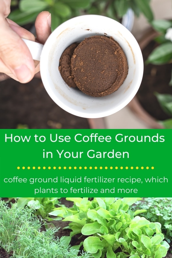 how to use coffee grounds in the garden title with cup of coffee grounds and herb garden