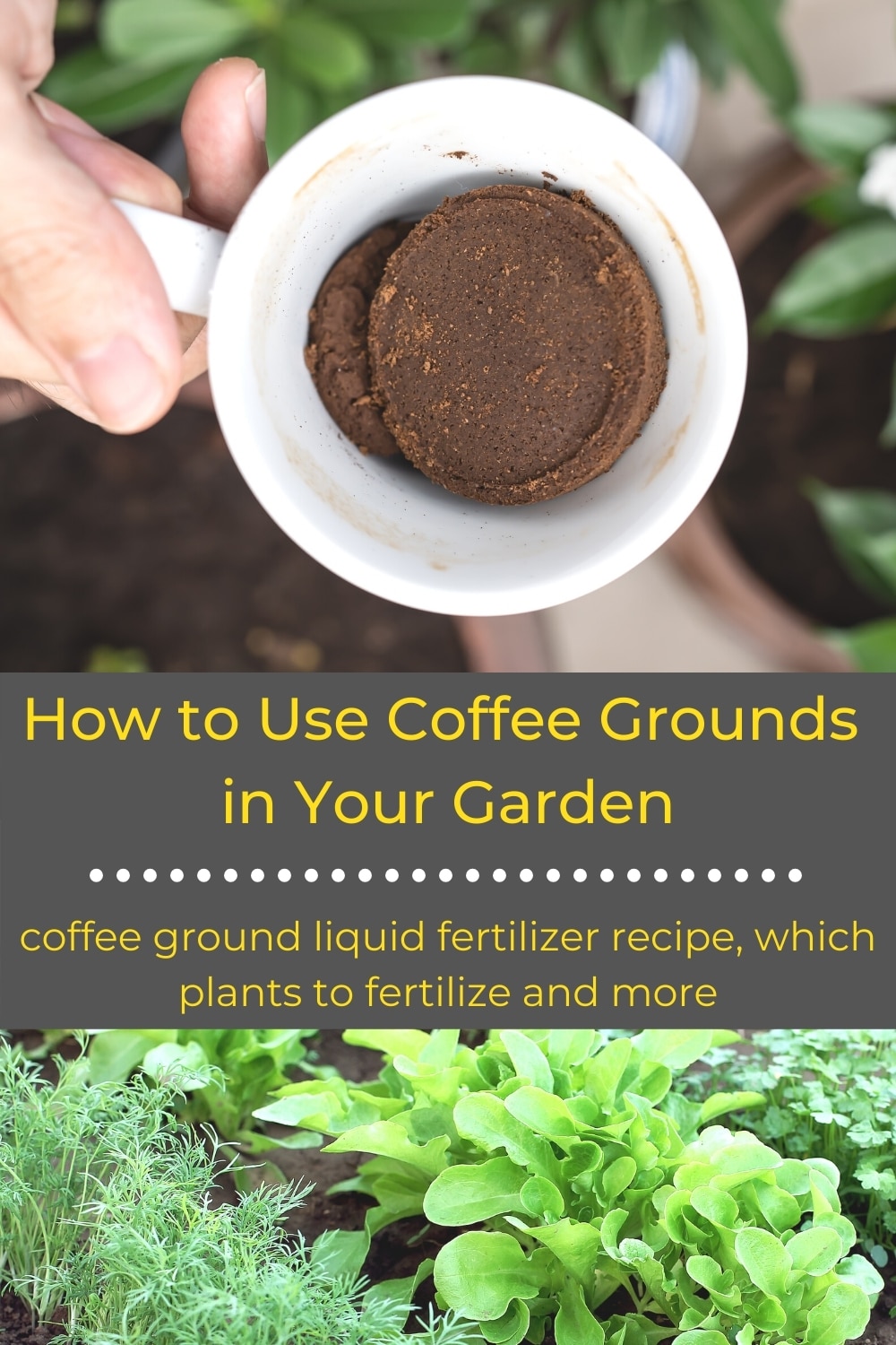 How to Use Coffee Grounds in the Garden