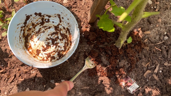 coffee grounds with tomato plant and fork into the soil