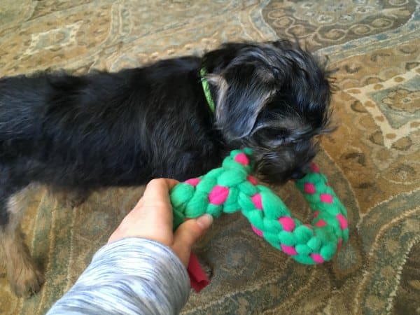 dog with the fleece pull toy