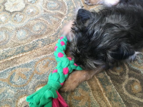 dog with dog wreath pull toy fleece