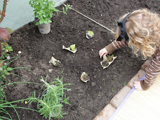 laying out where to plant herbs in garden