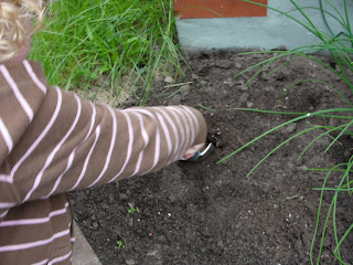 child digging hole to plant parsley in herb garden