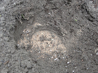 hole in garden soil with sprinkling of bone meal