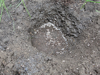 hole in garden filled with water for planting parsley