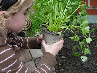 child holding parsley plant in pot in hands